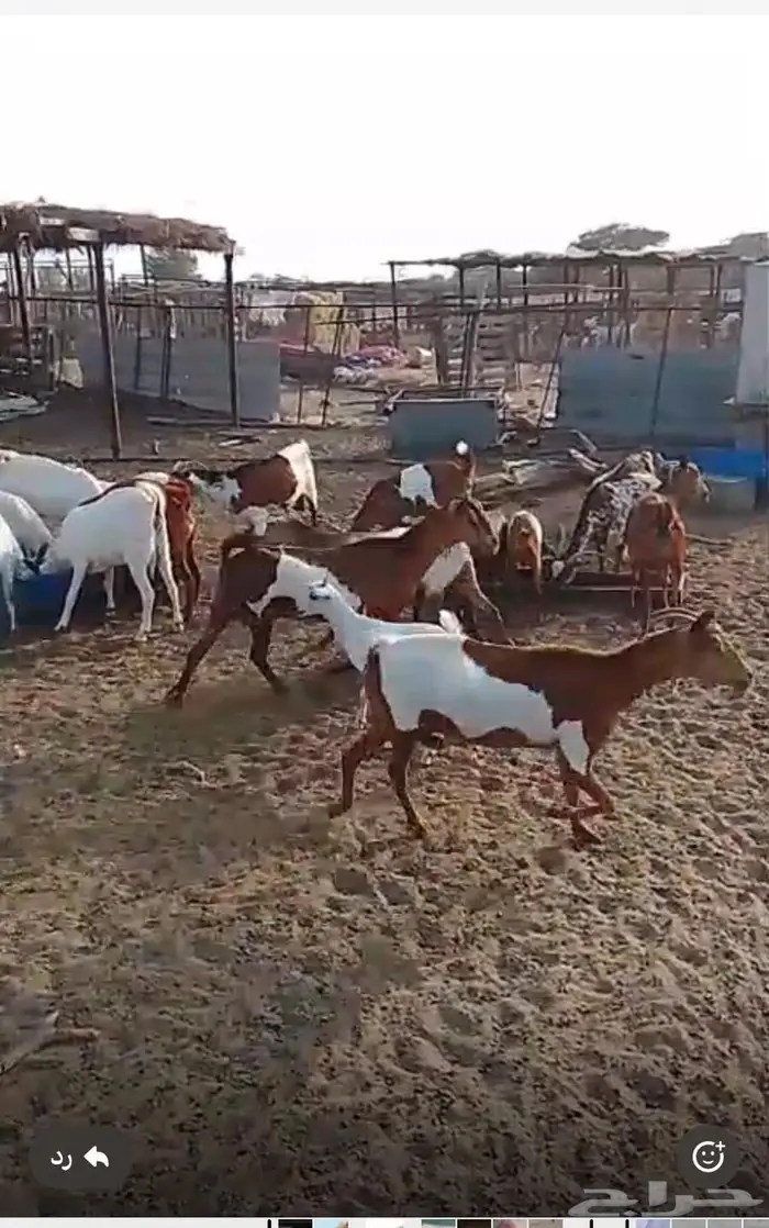 ماعز بلدي 0