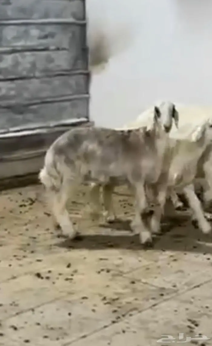 طلي حري 4 شهور طيب بالحيل 1