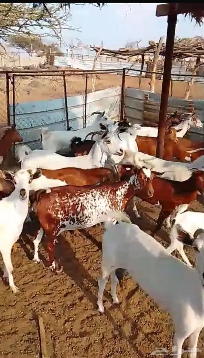 ماعز بلدي 1