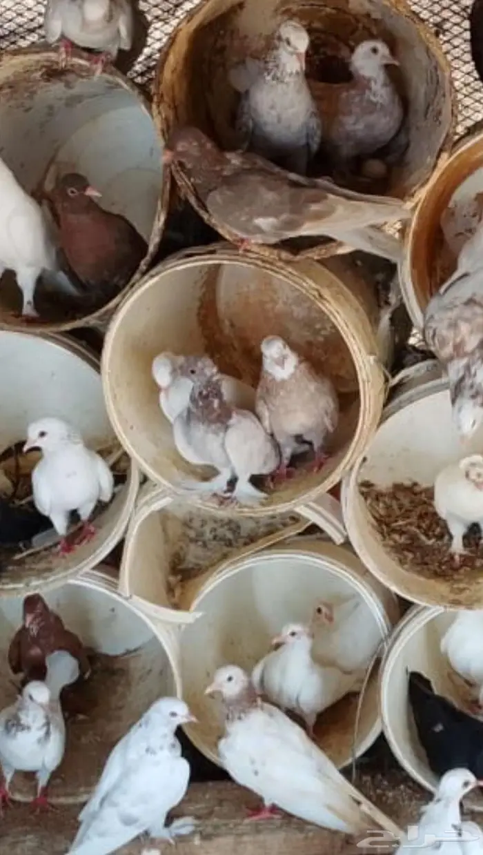 للبيع حمام صنعاني 0