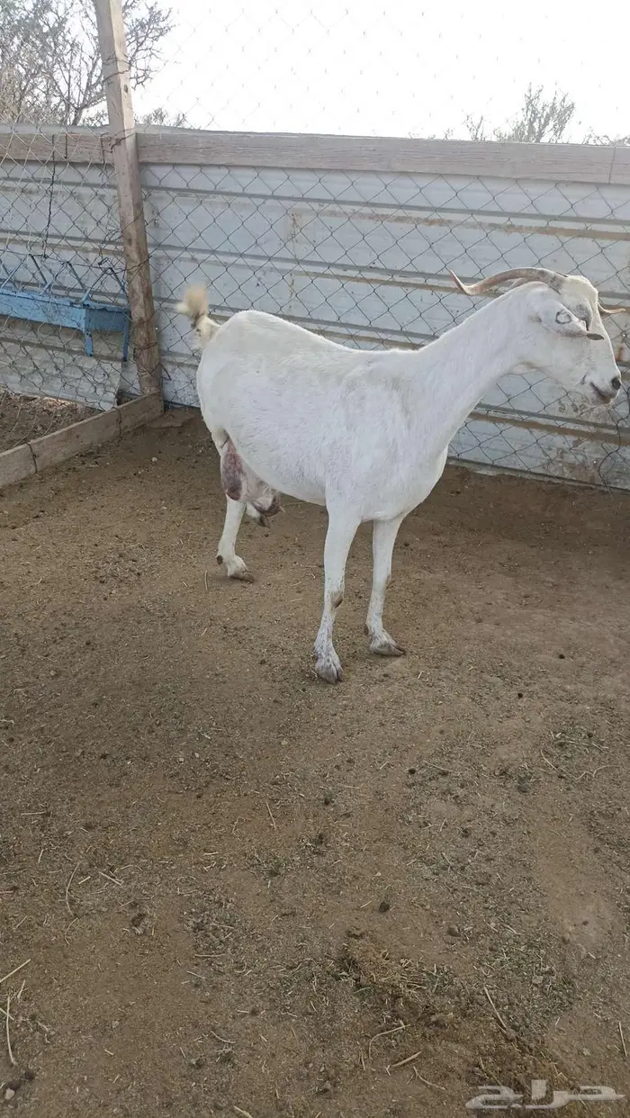 عنز بيشية خلفة 0