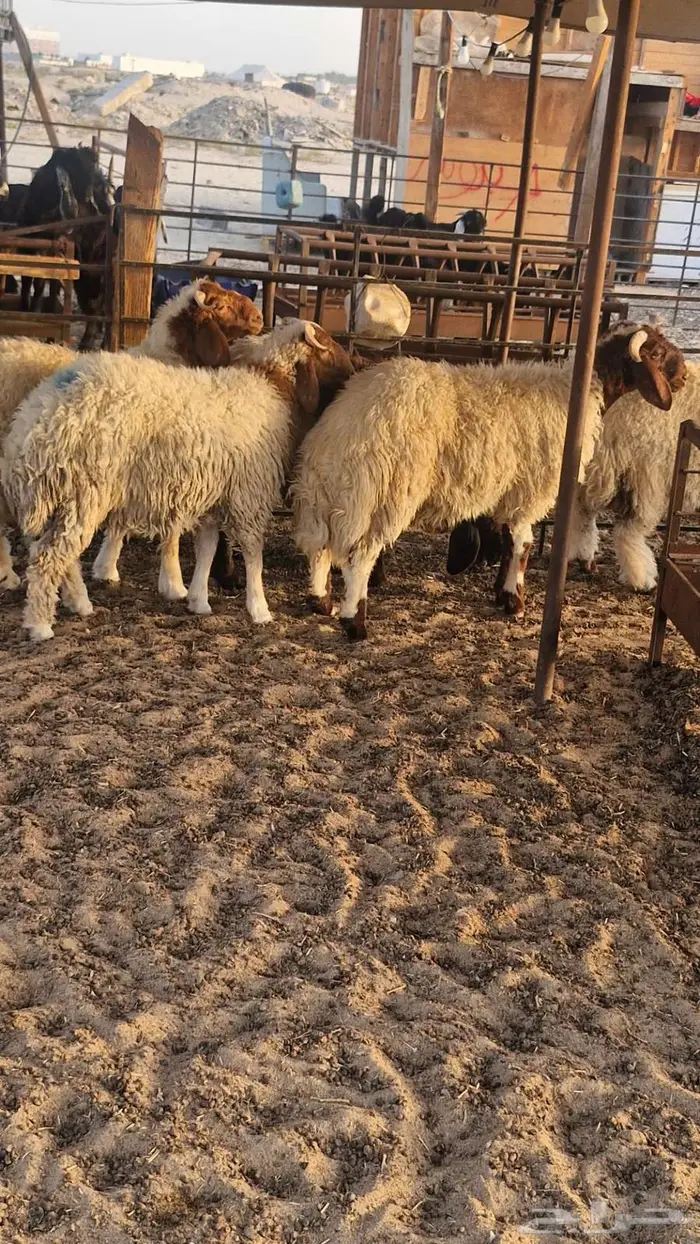 ذبايح حري نعيم تيوس 5