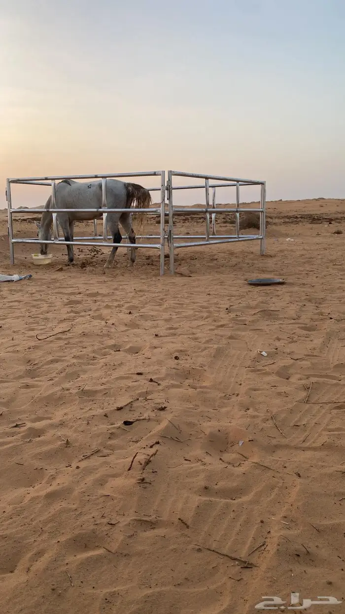 حصان جزيري والبيع شعبي 6