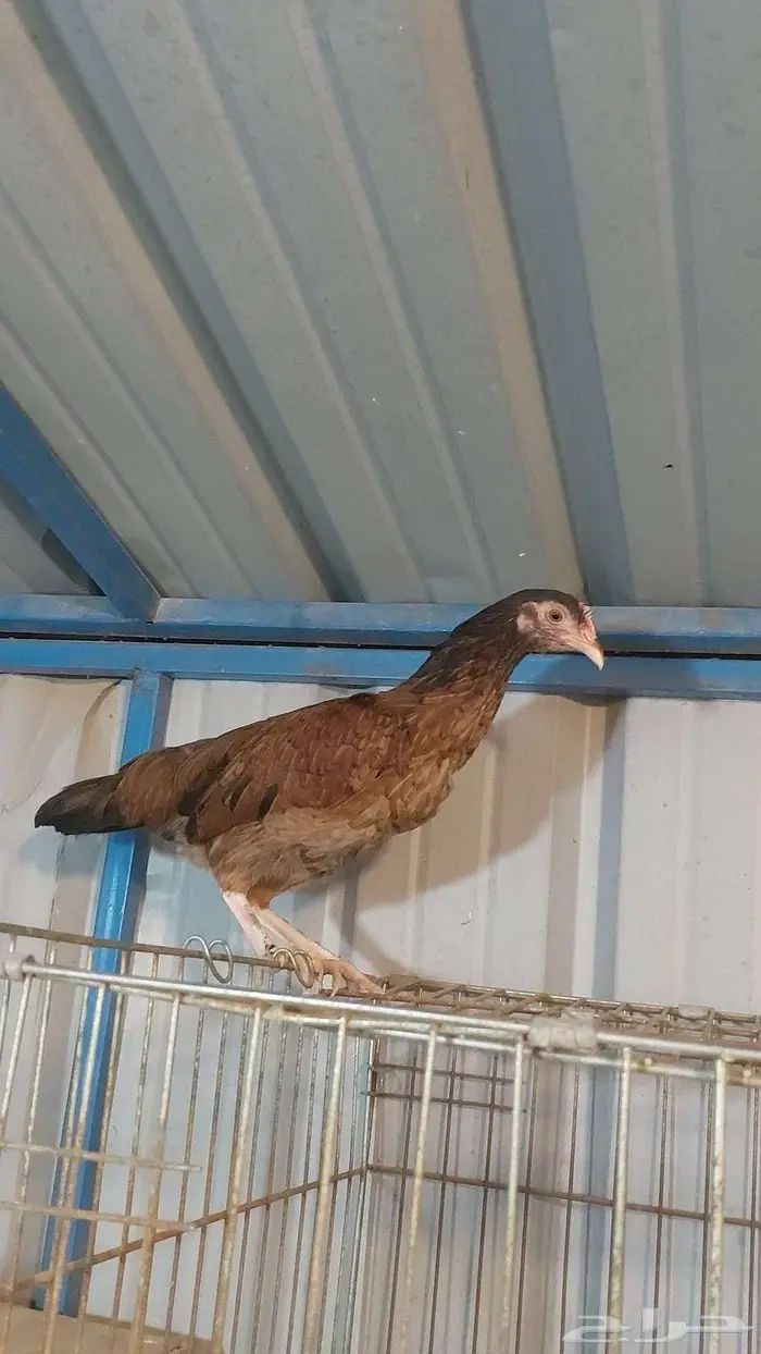للبيع دجاجه 2