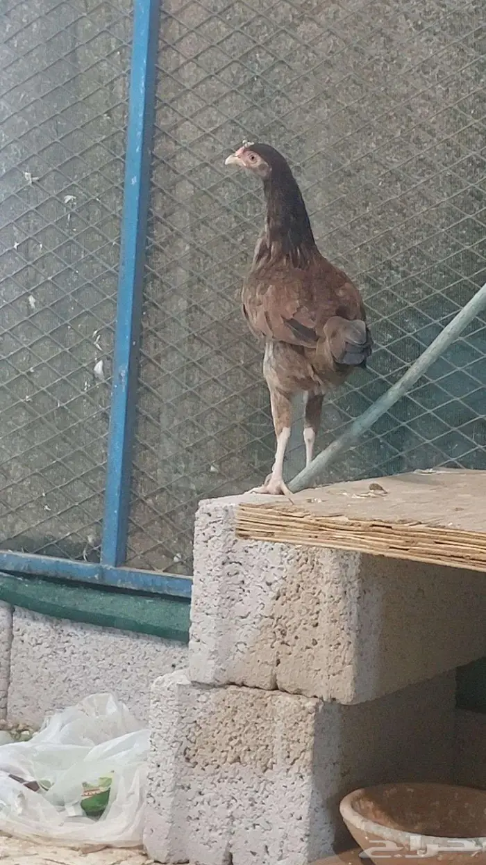 للبيع دجاجه 3