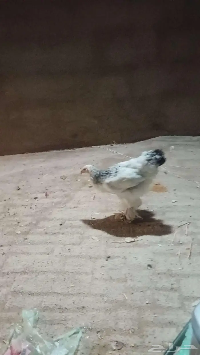 دجاج براهما كولومبي كونك 2ديوك دجاج 2