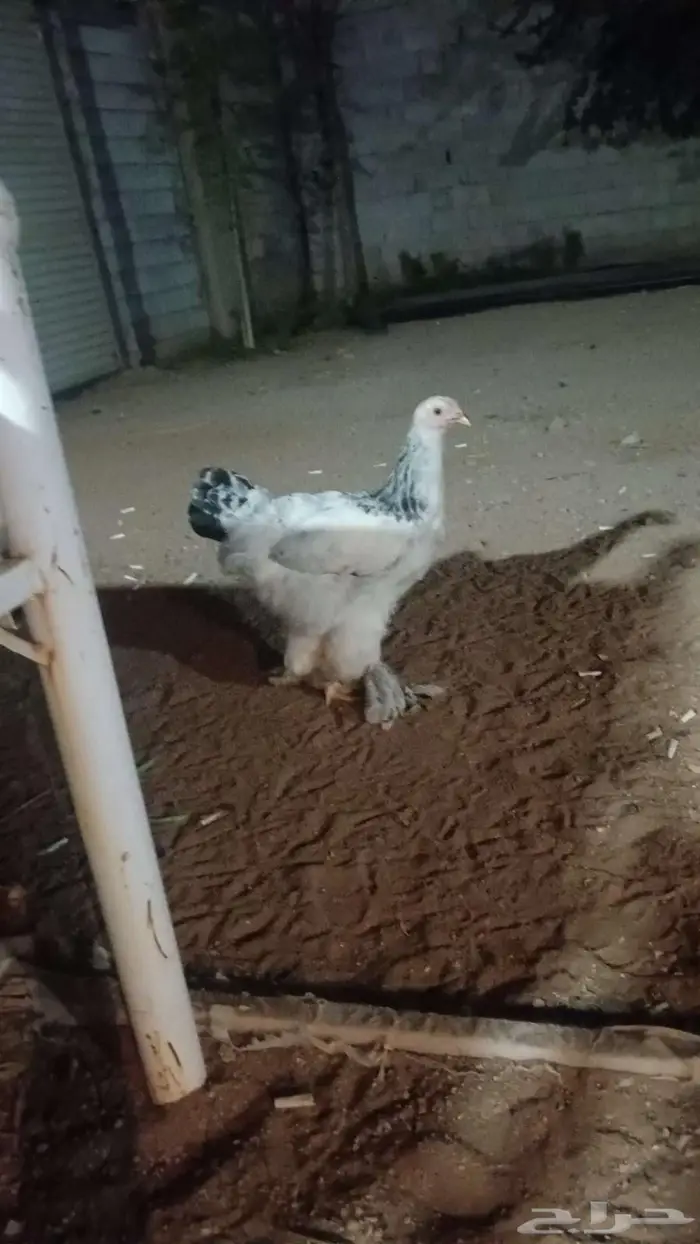 دجاج براهما كولومبي كونك 2ديوك دجاج 5