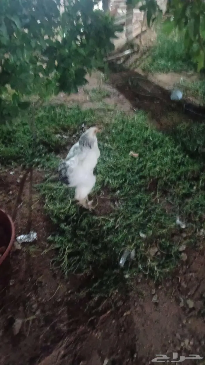 دجاج براهما كولومبي كونك 2ديوك دجاج 6