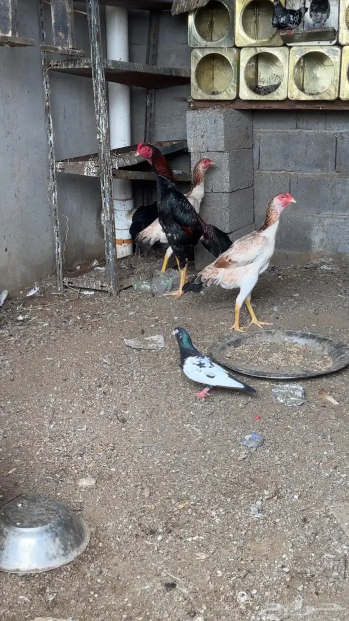 طقم شامو ياباني 3