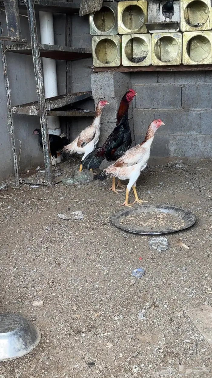 طقم شامو ياباني 2