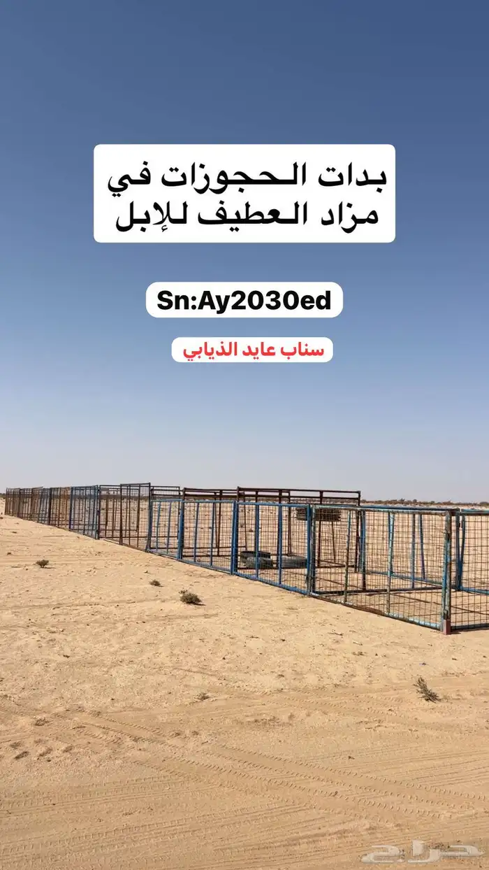 مزاد الابل بالعطيف 2