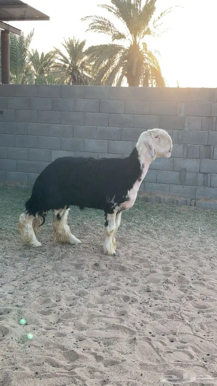 فحل نجدي 1