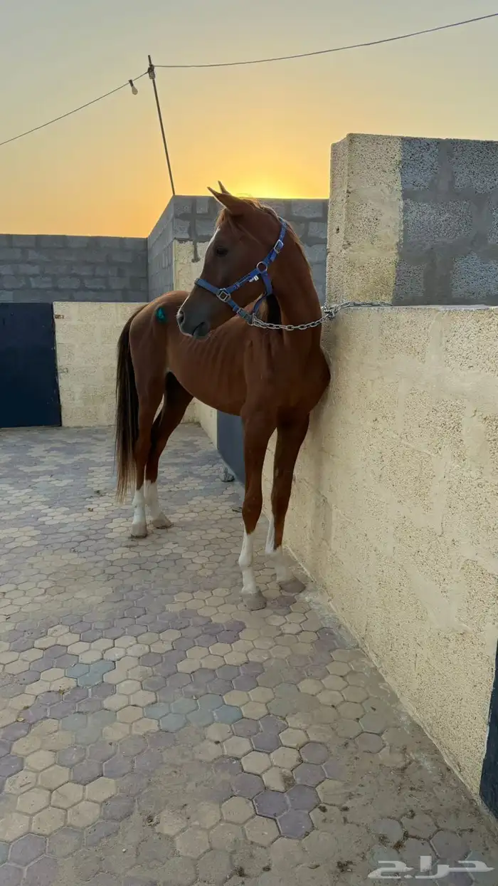 مهر واهو 1