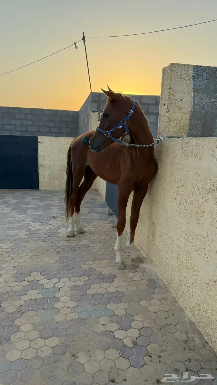 مهر واهو 4