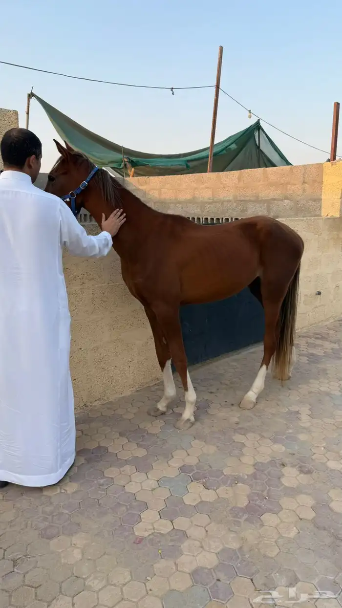 مهر واهو 2