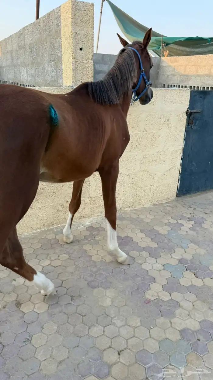 مهر واهو 0