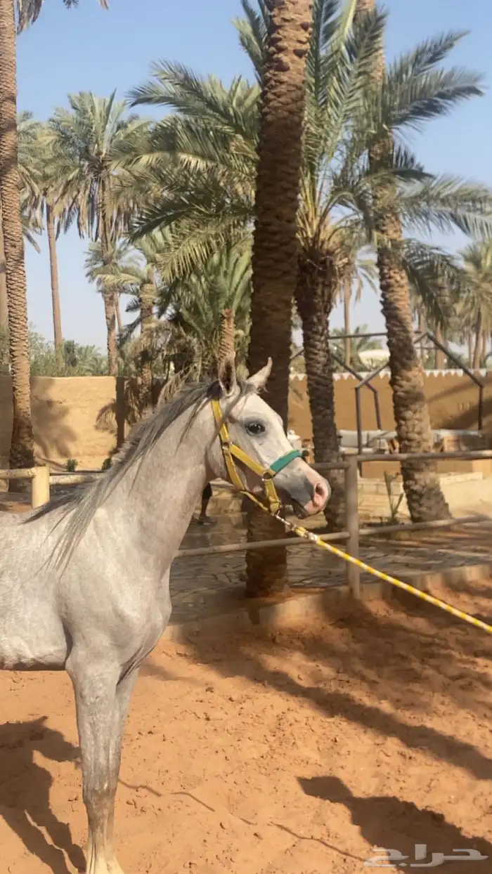 مهر واهو البيع شعبي 0