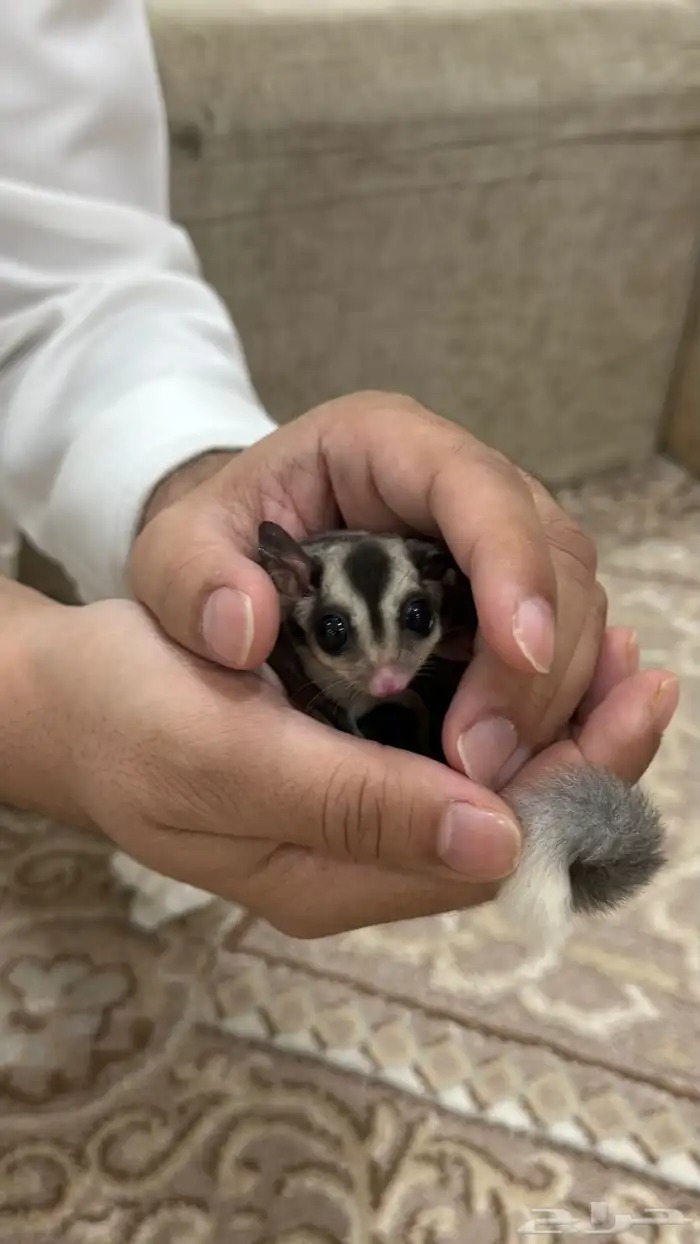 السنجاب الطائر ( شوقر قلايدر ) 1