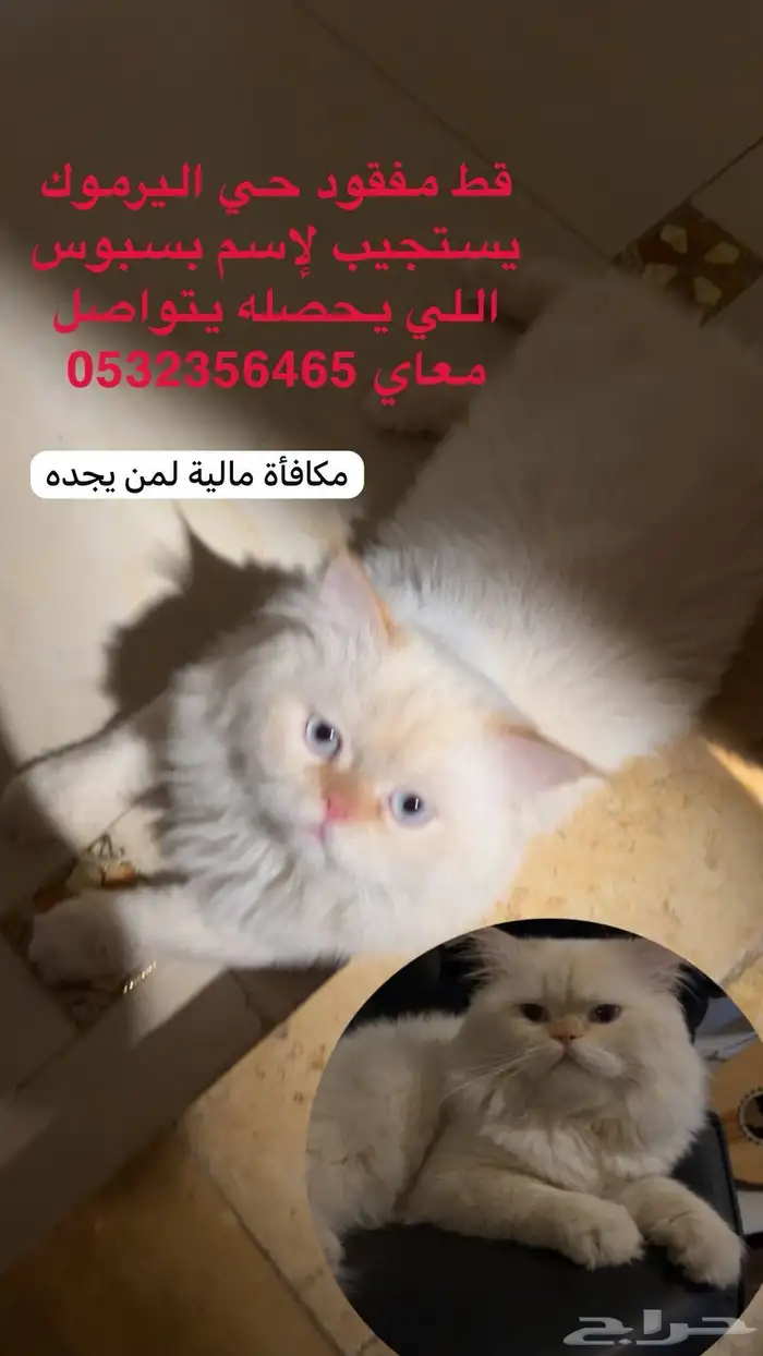 قط مفقود 0