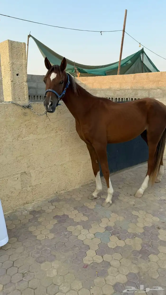 مهر واهو 3