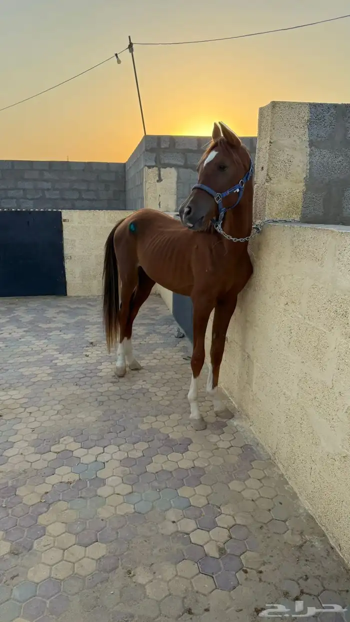 مهر واهو 5