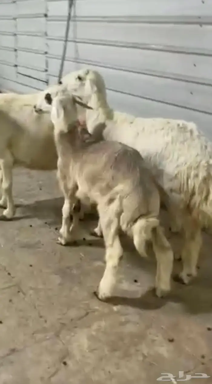 طلي حري 4 شهور طيب بالحيل 2