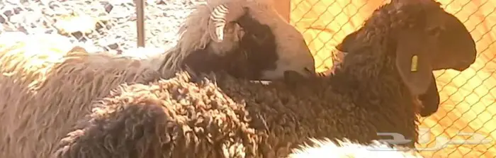 طلي مشروع فحل و3 رخال نعيميات مقنوي لاعلي سوم 14