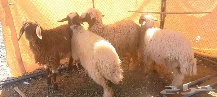 طلي مشروع فحل و3 رخال نعيميات مقنوي لاعلي سوم 3