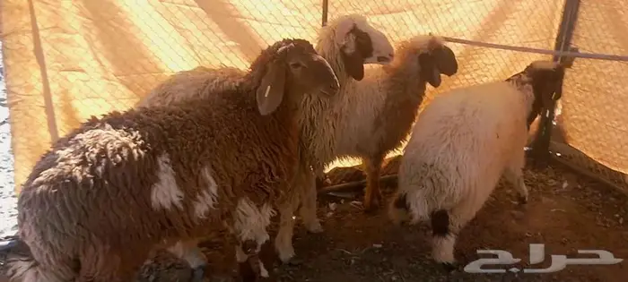 طلي مشروع فحل و3 رخال نعيميات مقنوي لاعلي سوم 10