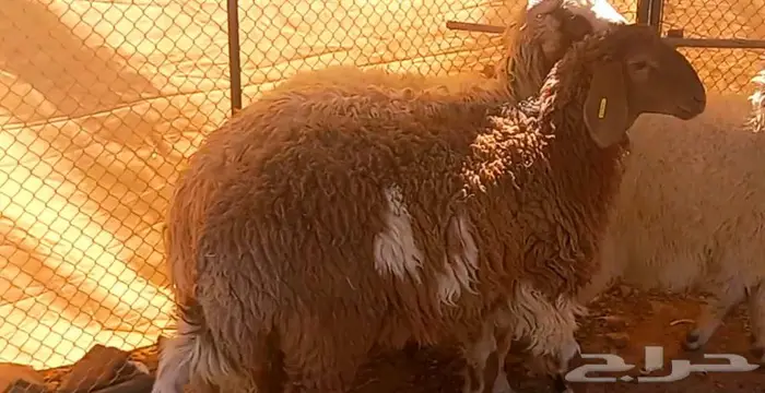 طلي مشروع فحل و3 رخال نعيميات مقنوي لاعلي سوم 20