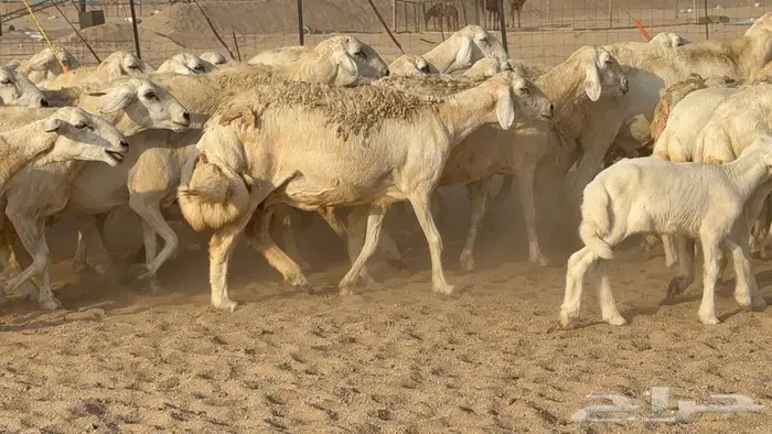 غنم صنف الصنف 65 تحتها 9 9