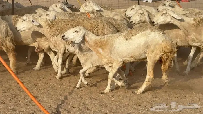 غنم صنف الصنف 65 تحتها 9 10