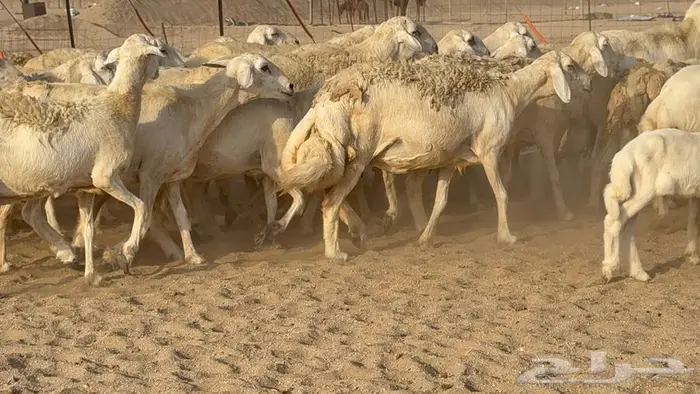 غنم صنف الصنف 65 تحتها 9 8