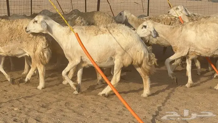 غنم صنف الصنف 65 تحتها 9 11