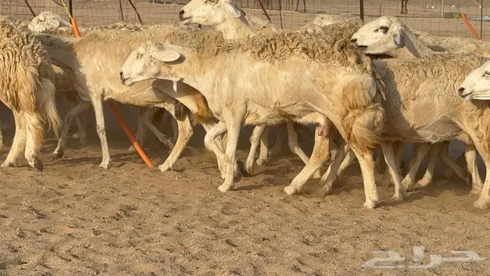 غنم صنف الصنف 65 تحتها 9 7