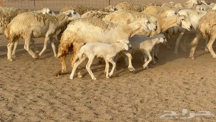 غنم صنف الصنف 65 تحتها 9 0