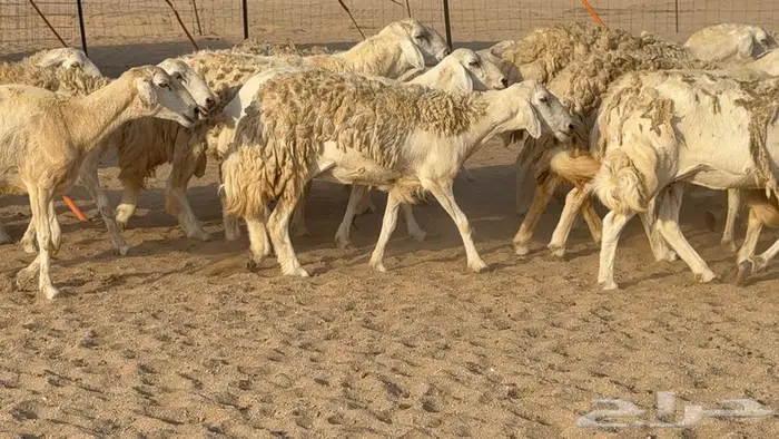 غنم صنف الصنف 65 تحتها 9 5