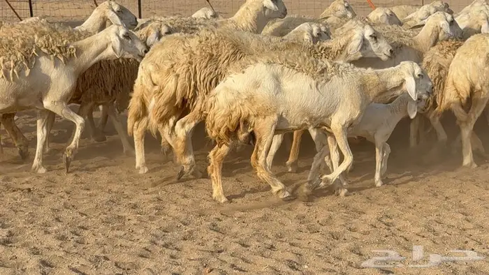 غنم صنف الصنف 65 تحتها 9 12