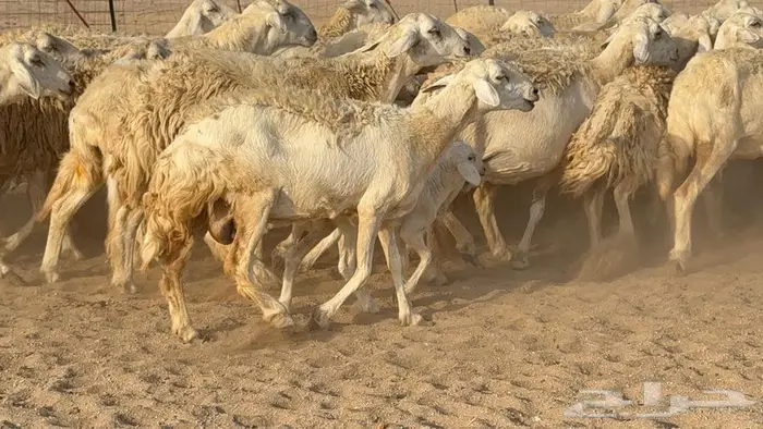 غنم صنف الصنف 65 تحتها 9 13