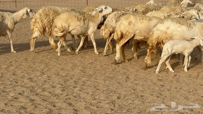 غنم صنف الصنف 65 تحتها 9 3