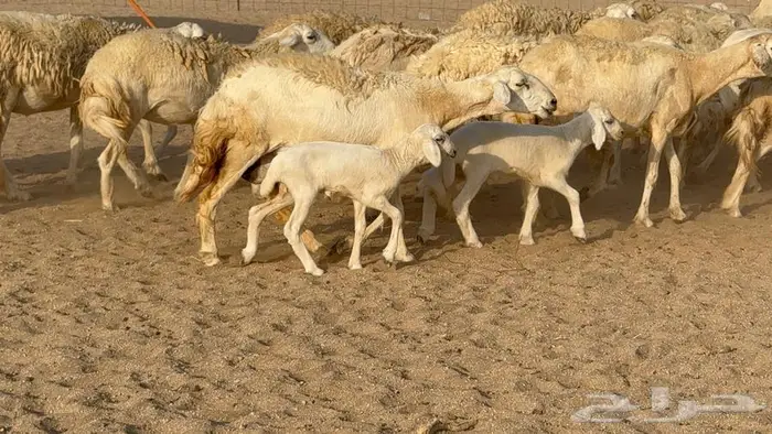 غنم صنف الصنف 65 تحتها 9 4