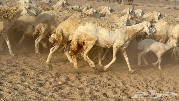 غنم صنف الصنف 65 تحتها 9 14