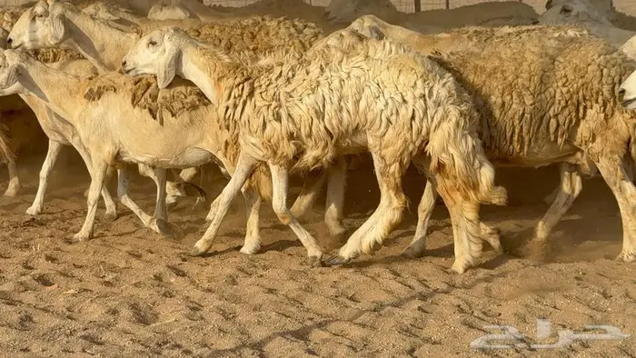 غنم صنف الصنف 65 تحتها 9 1