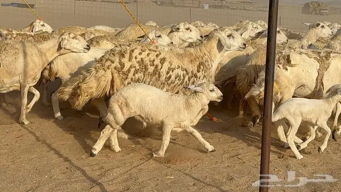 غنم صنف الصنف 65 تحتها 9 18