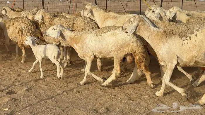 غنم صنف الصنف 65 تحتها 9 16