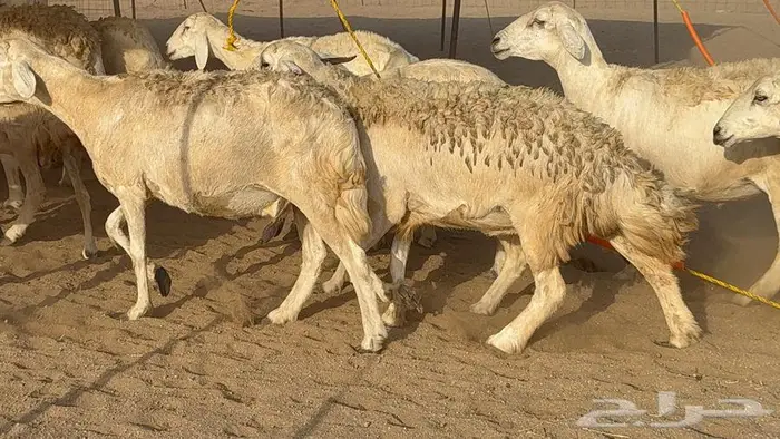 غنم صنف الصنف 65 تحتها 9 15