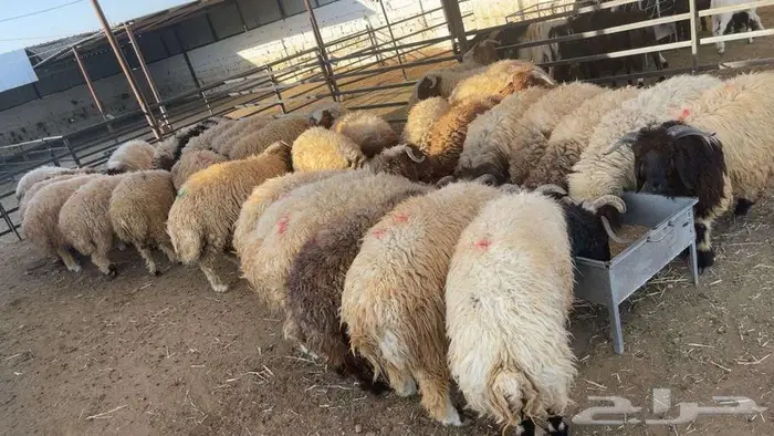 خرفان نعيمي بلدي كاش واقصاد 4