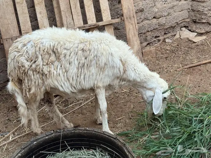 نعجه حريه حايل 1