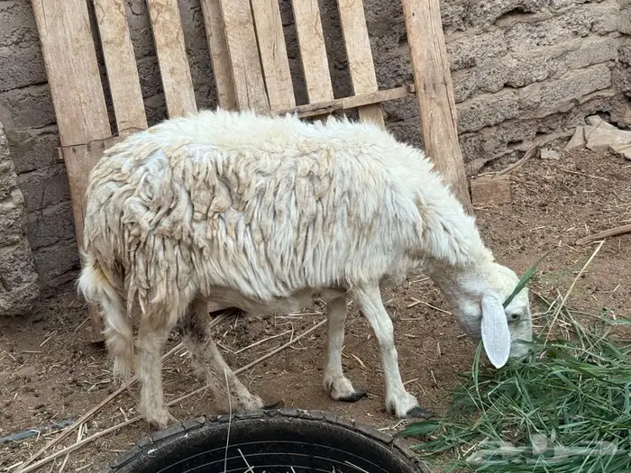 نعجه حريه حايل 0