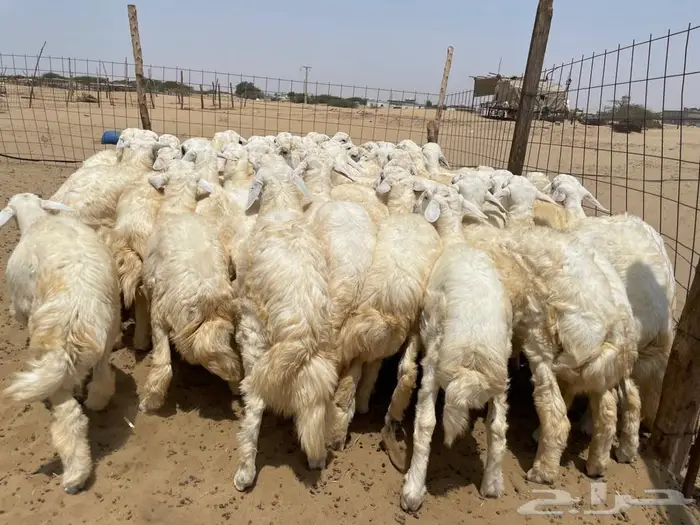 طليان حريه عدد 65(تم البيع ) 5